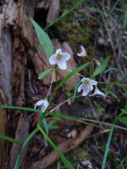 Claytonia lanceolata