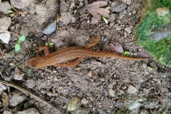 Lissotriton