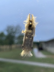 Tolype velleda
