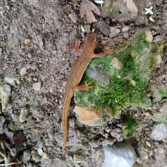 Lissotriton