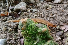 Lissotriton