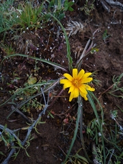 Cichorieae