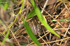Discoglossus galganoi