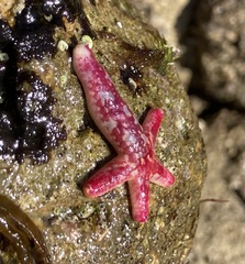 Linckia columbiae