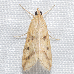 Achyra bifidalis