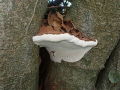 Ganoderma australe