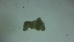 Bacteria