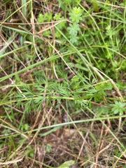 Daucus carota