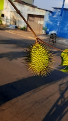 Allamanda