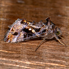 Chrysodeixis includens