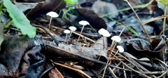 Marasmius