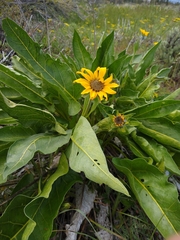 Balsamorhiza