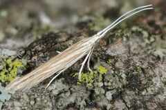 Plutella porrectella