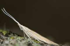 Plutella porrectella