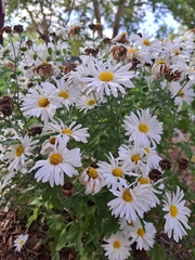 Boltonia asteroides