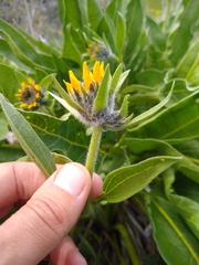 Balsamorhiza
