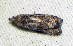Endothenia hebesana