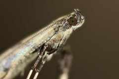 Caloptilia