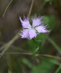 Dianthus hyssopifolius