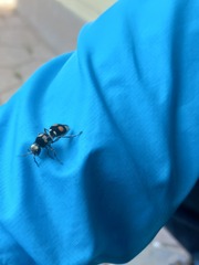 Hoplomutilla