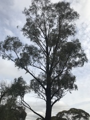 Eucalyptus sideroxylon
