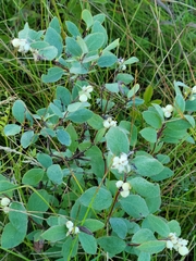 Symphoricarpos occidentalis