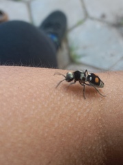Hoplomutilla