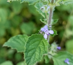 Mesosphaerum suaveolens