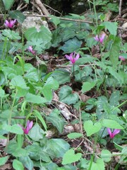 Cyclamen repandum