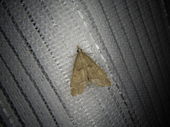 Diplopseustis perieresalis