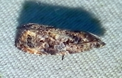 Endothenia hebesana
