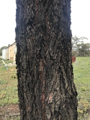 Eucalyptus sideroxylon