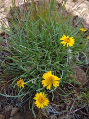 Erigeron linearis