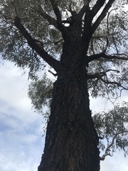 Eucalyptus sideroxylon