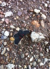 Melanis acroleuca acroleuca