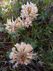 Trifolium macrocephalum