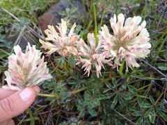 Trifolium macrocephalum