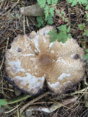 Agaricus augustus