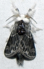 Tolype laricis