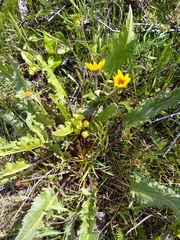 Balsamorhiza
