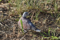 Streptopelia tranquebarica