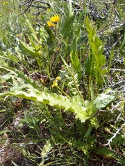 Balsamorhiza