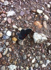 Melanis acroleuca acroleuca