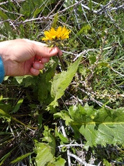 Balsamorhiza