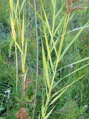 Phragmites australis americanus