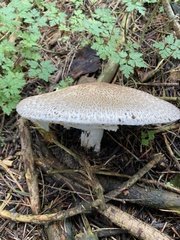 Agaricus augustus