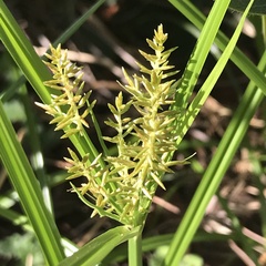 Cyperus