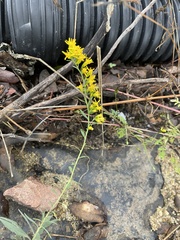 Solidago nemoralis