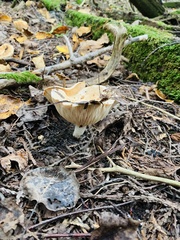 Russulaceae