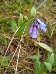 Mertensia